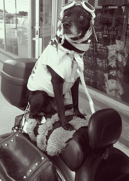 Perro motocicleta. Fuente: Pixabay