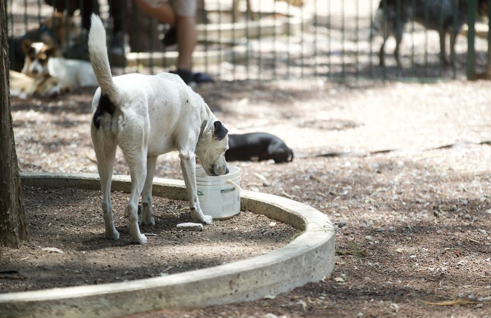 Los animales son propensos a sufrir afecciones por el calor. Foto: Germán Espinosa / EL UNIVERSAL
