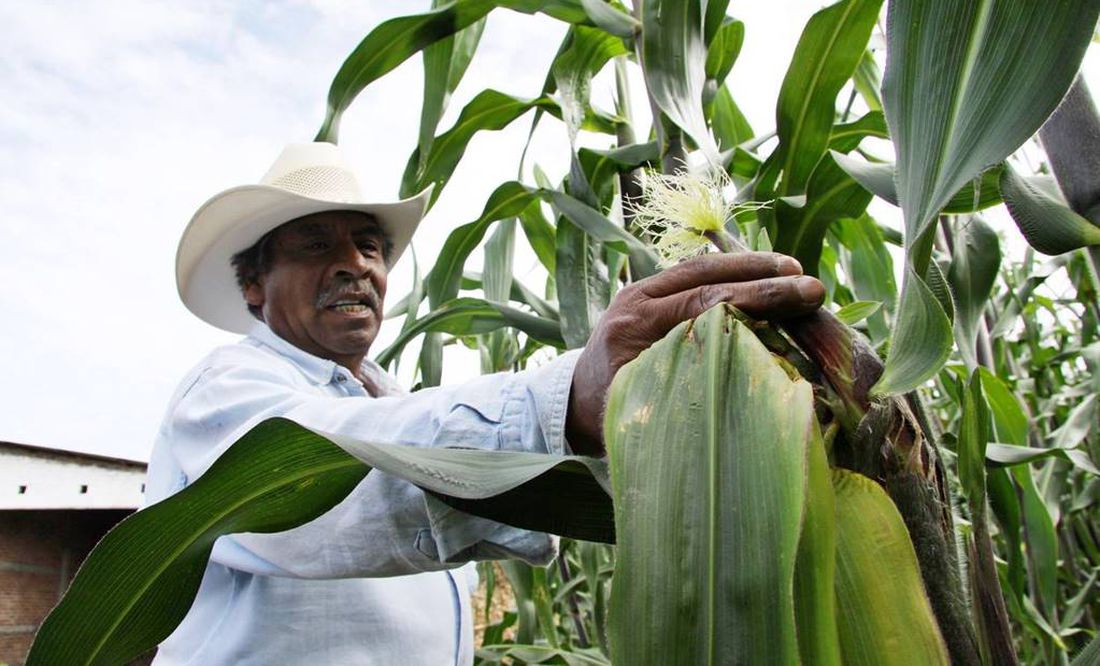 México advierte que defenderá prohibición a maíz transgénico; no afecta comercio con EU, afirma