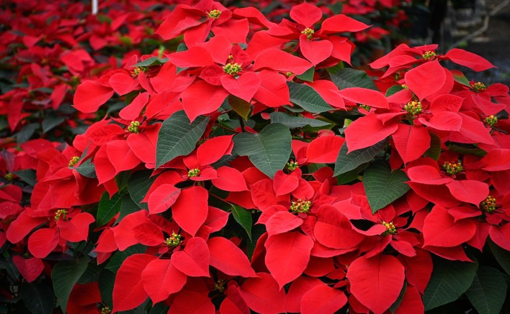 La flor de Nochebuena se caracteriza por su color rojo vibrante y aroma. Foto: Especial