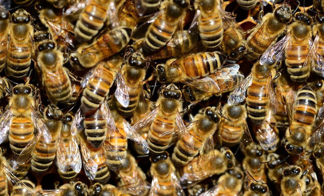 Pareja de youtubers termina hospitalizada tras ser atacada por enjambres de abejas melíferas gigantes