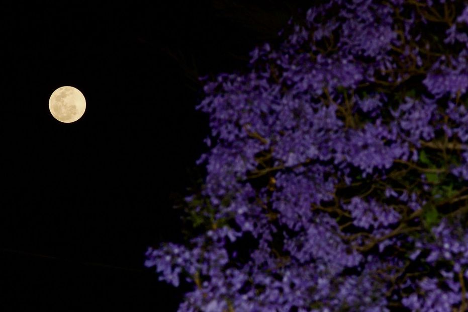 La luna llena de noviembre es la última del otoño. Foto: Germán Espinosa EL UNIVERSAL