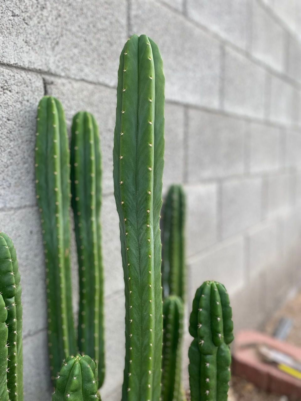 Descubre 3 cactus sin espinas ideales para decorar tu hogar