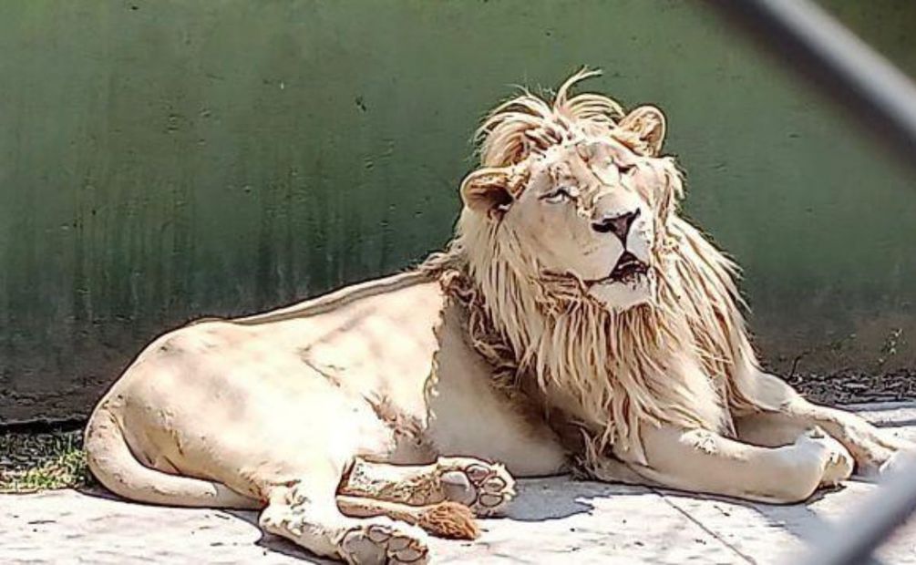 En el lugar fueron hallados 7 taxidermias, así como 47 animales vivos, 25 de ellos de vida silvestre, como un león africano, un león blanco. Foto: Especial