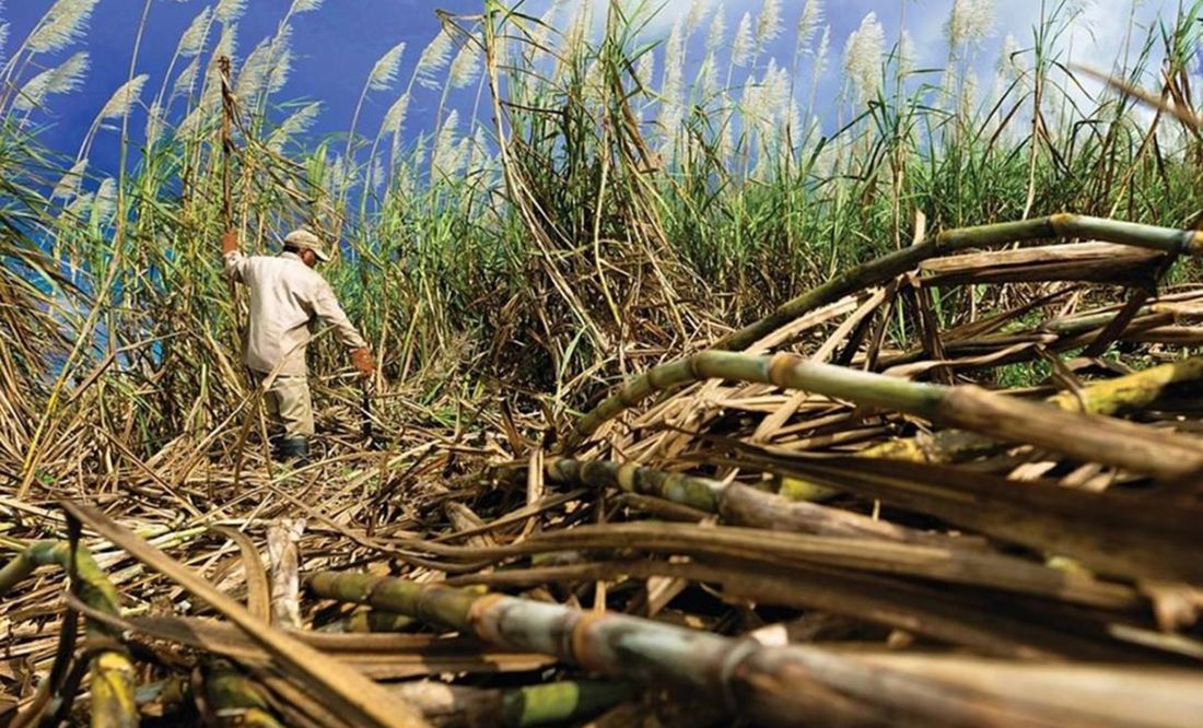 Alertan por baja producción de azúcar; Veracruz y San Luis Potosí, los estados más afectados
