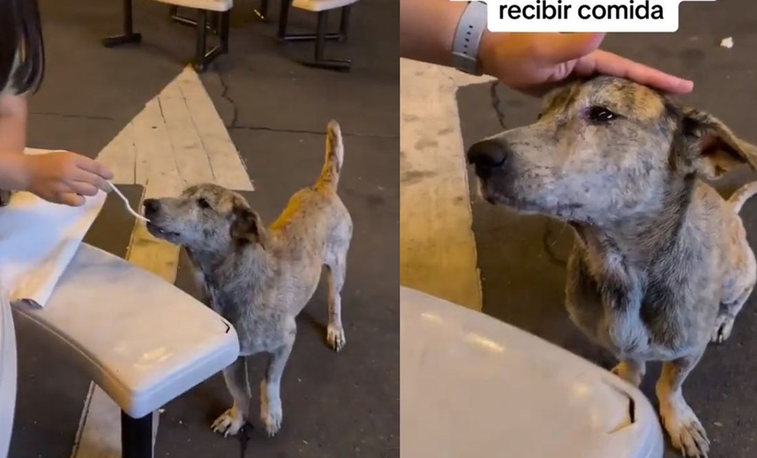 ¡Un gesto muy suave! Perrito callejero recibe comida y su reacción se viraliza en TikTok