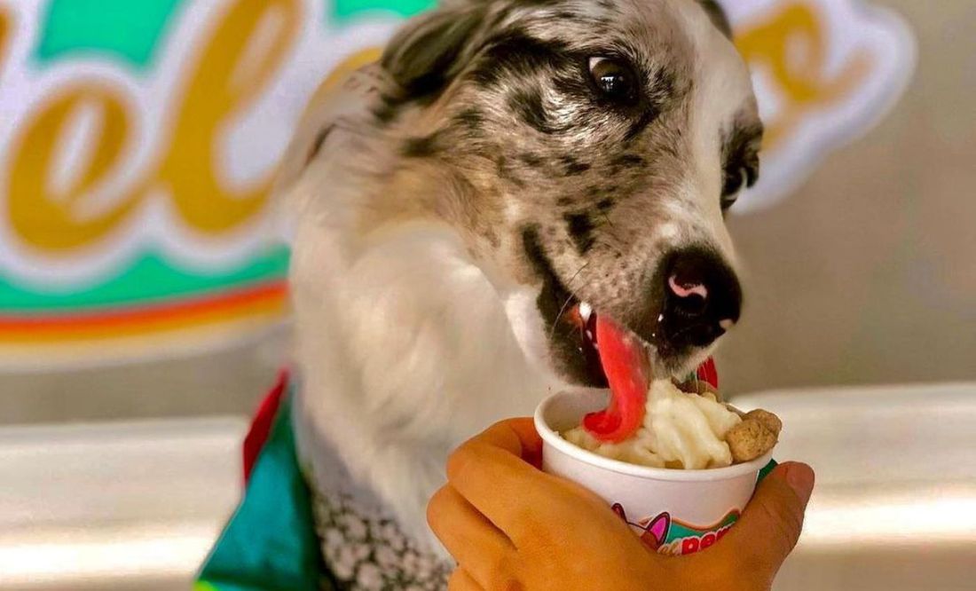 Furor en TikTok por heladería que vende helados para perros