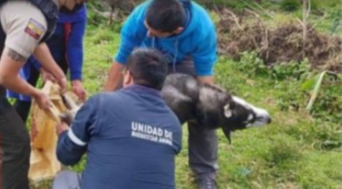 Los vecinos no pudieron salvar a Spayk. Sólo pudieron recuperar su cadáver después de que una mujer lo ahorcara, en Ecuador. FOTO: ESPECIAL