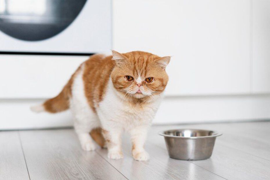 Descifrando los cambios en los hábitos alimentarios de tu gato. Fuente: Freepik.