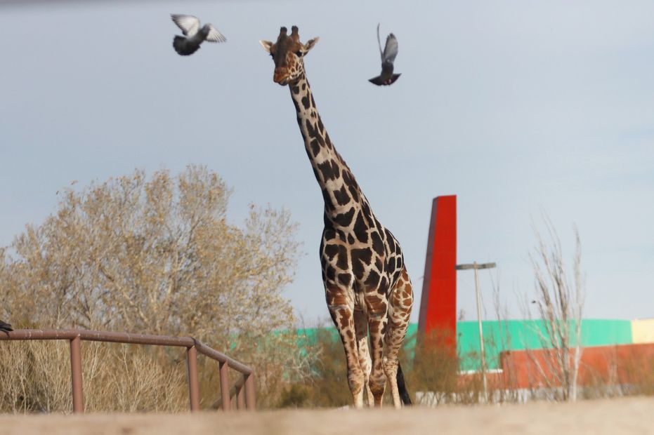 Jirafa Benito llega al Africam Safari en Puebla. Fotos: Christian Torres | EL UNIVERSAL