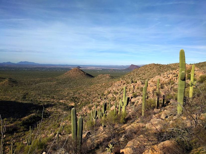 Sahuaros en Arizona. Foto: brewbooks. Flickr