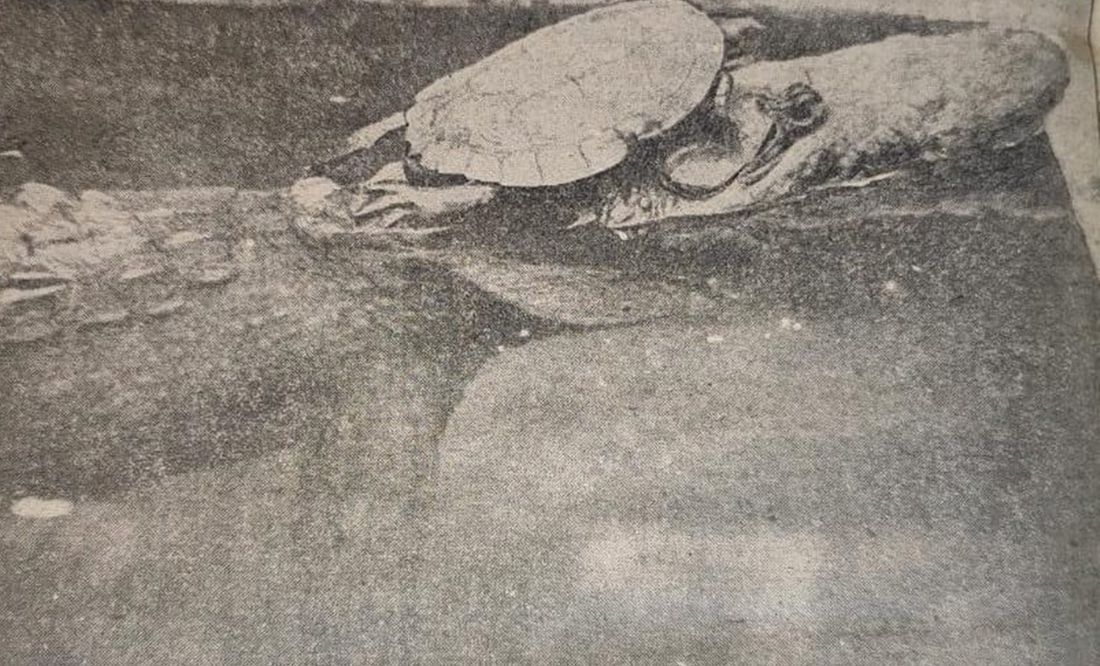 Hace 100 años, un peculiar inquilino aterrorizó a Chapultepec: un caimán