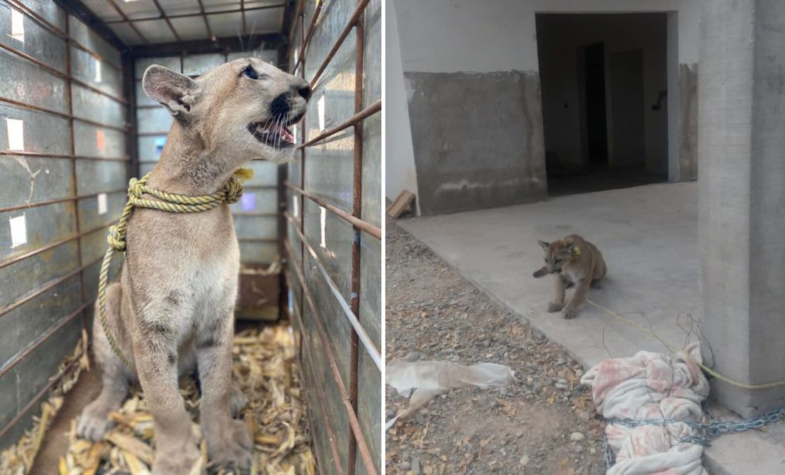 Rescatan a cachorro de puma abandonado y amarrado en una construcción en Angostura, Sinaloa: VIDEO
