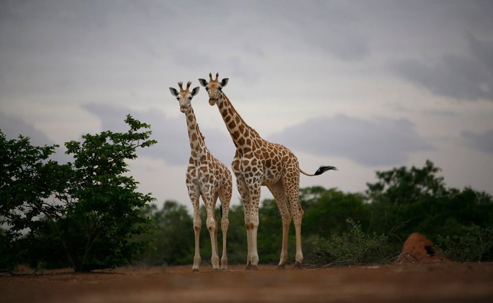 Durante los últimos 30 años, el número total de jirafas se ha reducido. Foto: Archivo / EL UNIVERSAL