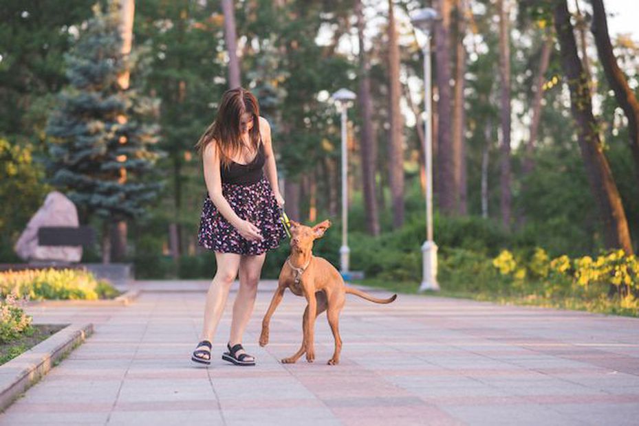 Experta en conducta animal comparte consejos para que tu perro ignore a otros canes. Fuente: Freepik.