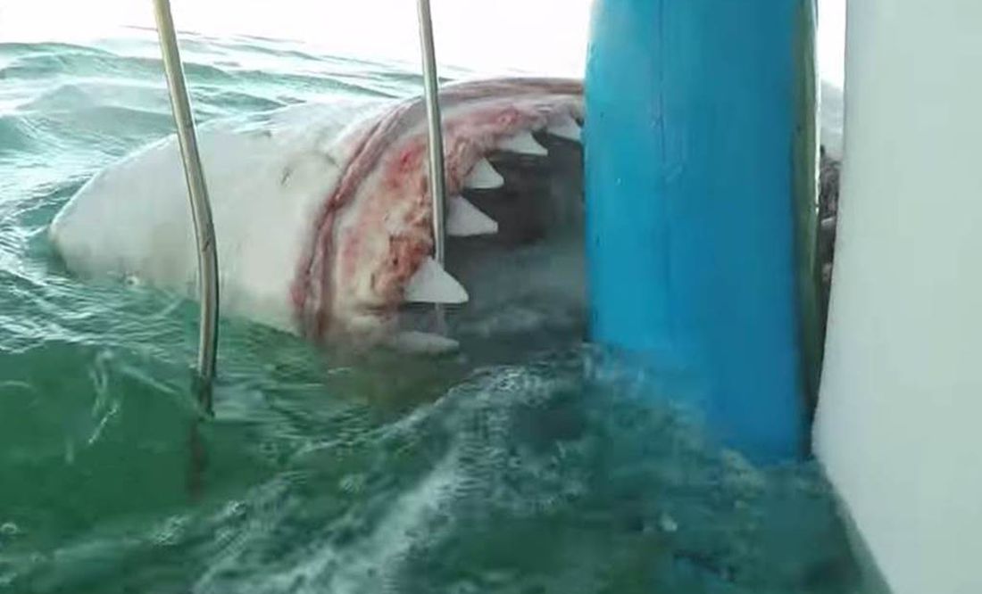 bota política Sentimental Tiburón blanco ataca jaula de turistas en Sudáfrica | El Universal