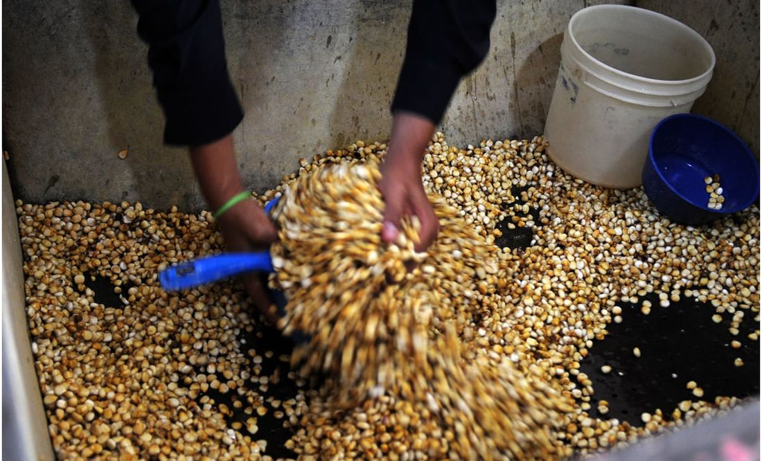 AMLO asegura que no aumentarán los precios de garantía de maíz, trigo y sorgo