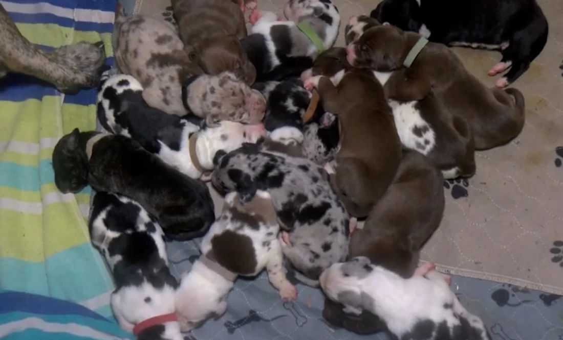 Perrita gran danés da a luz más de 20 cachorros en 27 horas en Virginia