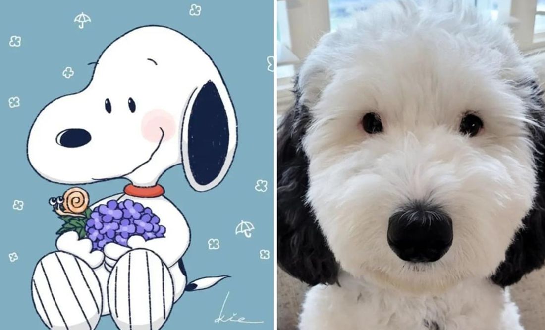 'Bayley', la perrita viral en internet por su gran parecido a Snoopy