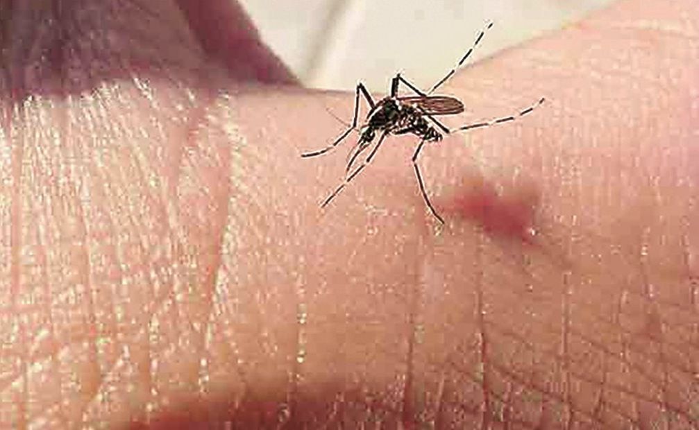 El dengue es es una enfermedad transmitida por la picadura de mosquitos infectados. Foto: Archivo/ EL UNIVERSAL