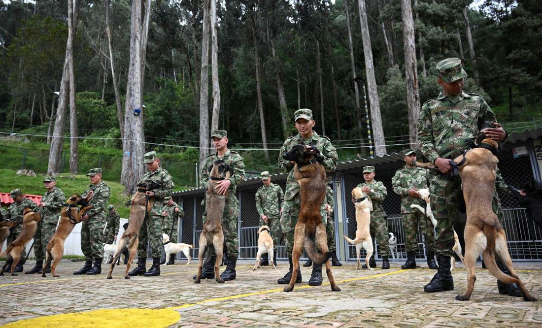 Perritas y 70 uniformados buscan a Wilson, el can militar perdido en Colombia