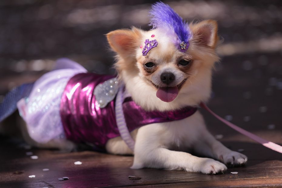 Una mascota llamada Alana descansa durante el desfile de Carnaval de perros "Blocao" en Río de Janeiro. Foto: AP