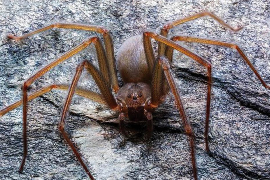 La araña violinista habita en varias regiones de México. Foto: UNAM