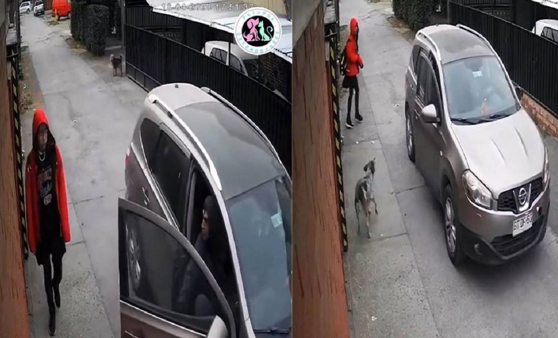 ¡Héroe de cuatro patas! Perrito salva a una niña de ser secuestrada en Chile