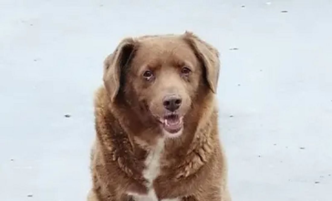 Bobi, el perro más viejo del mundo, cumple 31 años