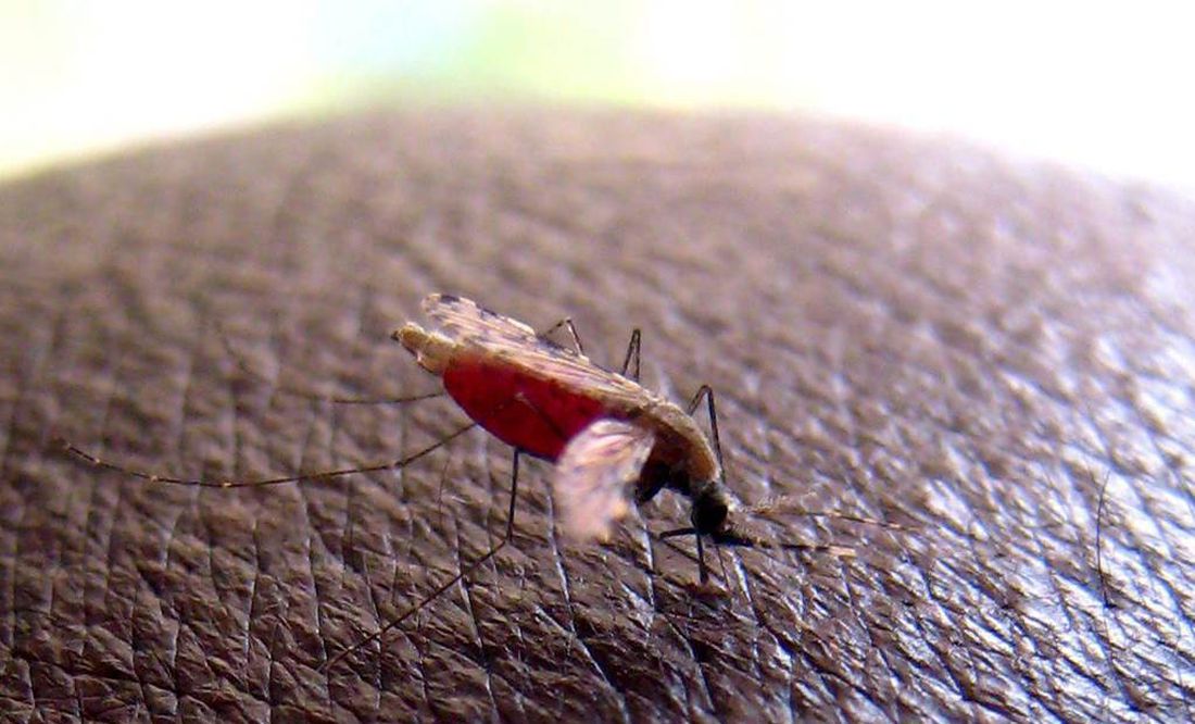EU emite alerta sanitaria tras registrar 5 casos de transmisión de malaria