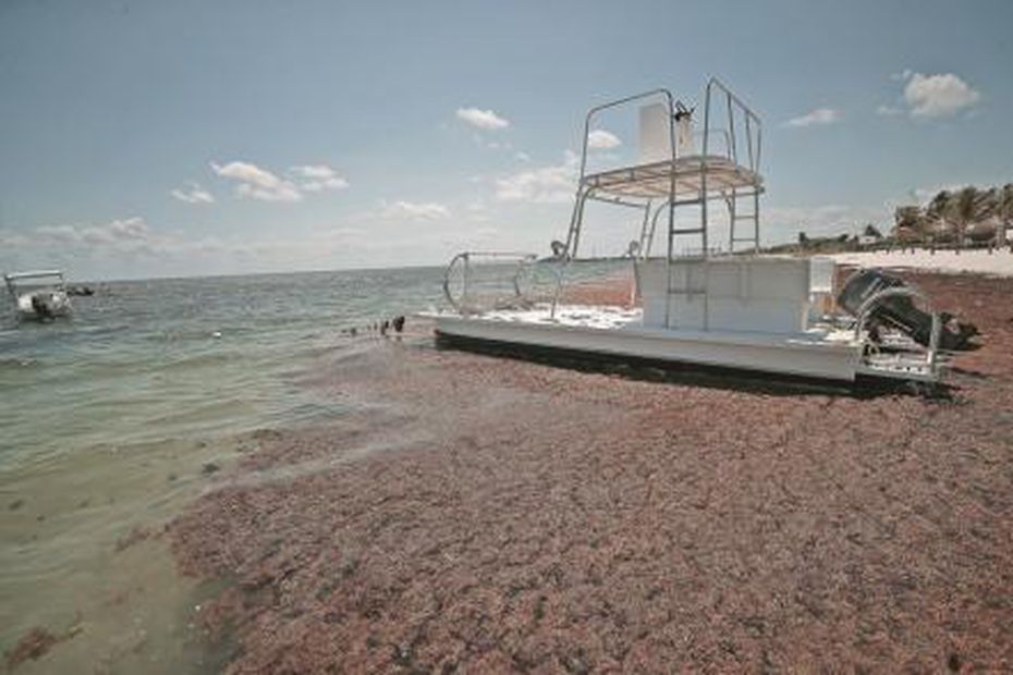 Cambio climático pone en peligro a arrecife en la Riviera Maya