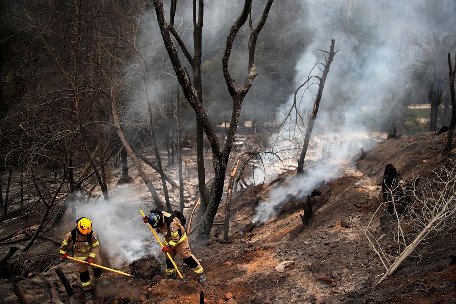 Los bomberos trabajan en el Jardín Botánico después de un incendio forestal en Viña del Mar. Foto: AFP