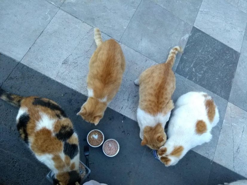 Gobierno de AMLO quiere sacar a gatos de Palacio Nacional, denuncian
