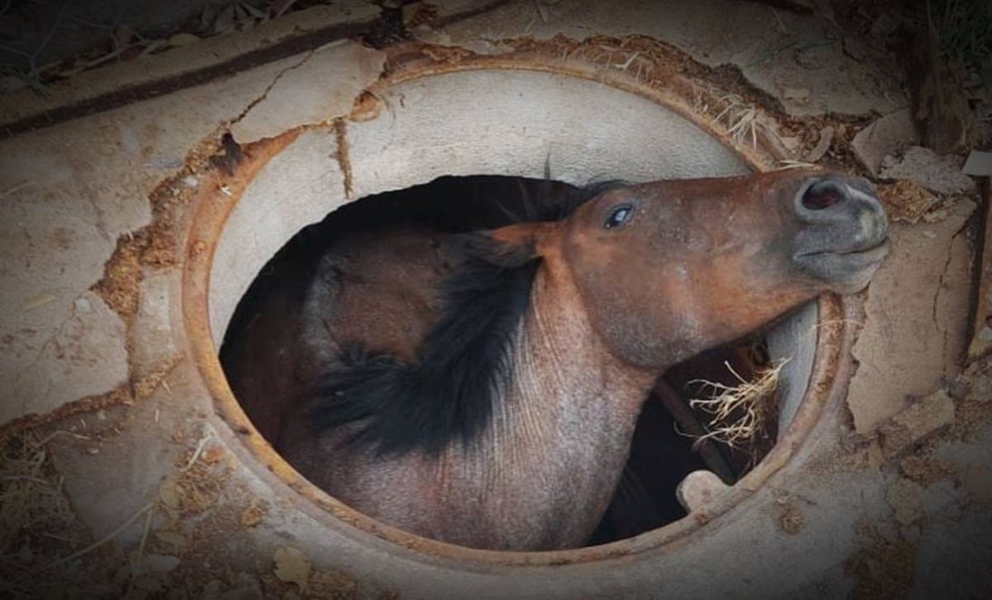 VIDEO: Rescatan a caballo que cayó a registro de CFE en Temixco, Morelos