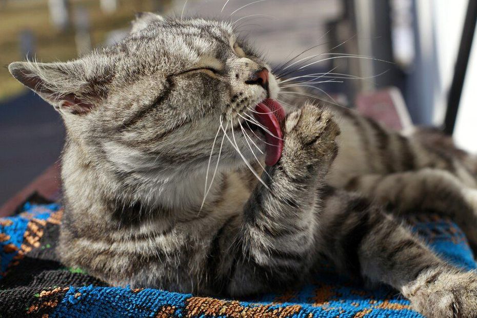 Los gatos son seres sensibles que se comunican de manera única. Fuente: Freepik.