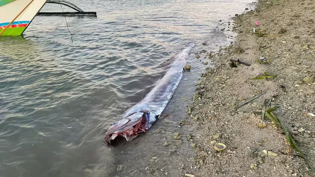 El pez remo encontrado a pocos kilómetros de Taiwán antes del sismo
<p>Brenjeng Caayon vía Pen News