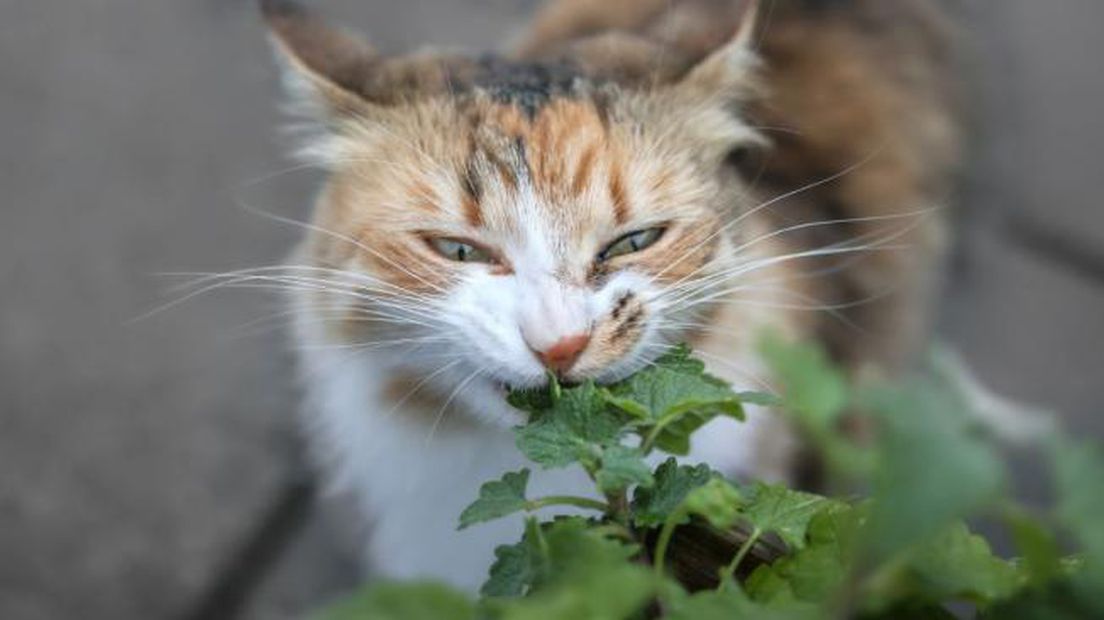 Las rosas no generan problemas en los gatos. Foto: iStock