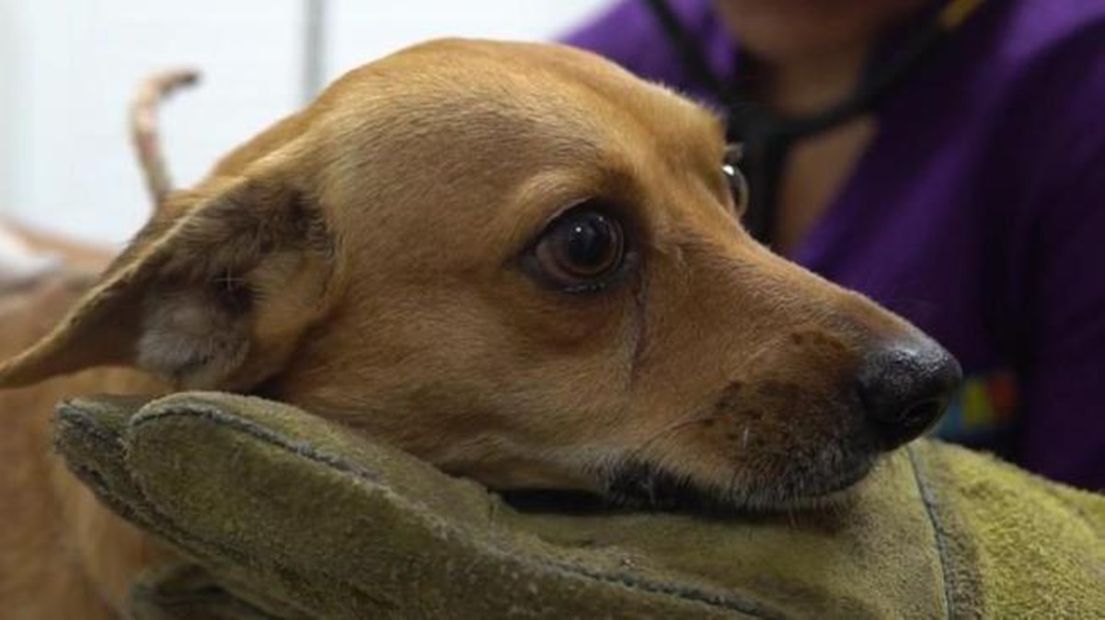 Las autoridades de Barrancabermeja rescataron a un perrito, se trata de un canino masculino de cuatro años que se llama 'Doqui'. Foto: Alcaldía de Barrancabermeja