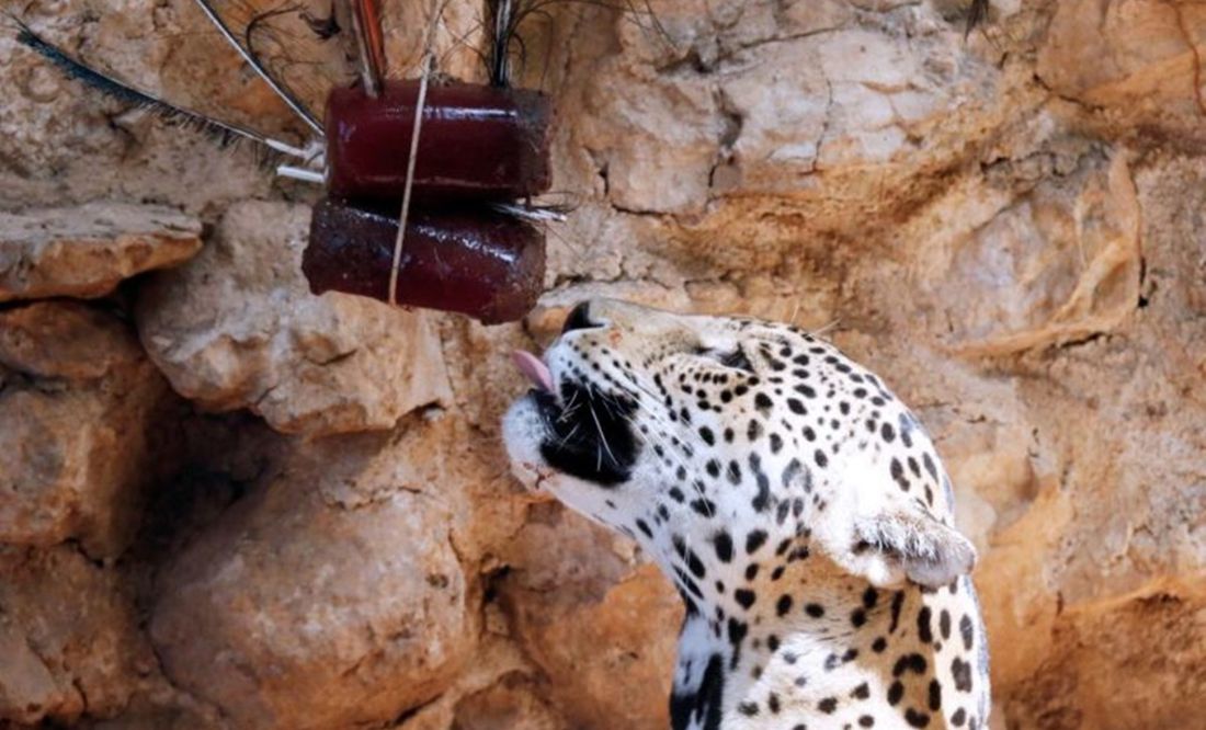 Por intenso calor, dan paletas heladas a animales de zoológicos en Mérida, Yucatán