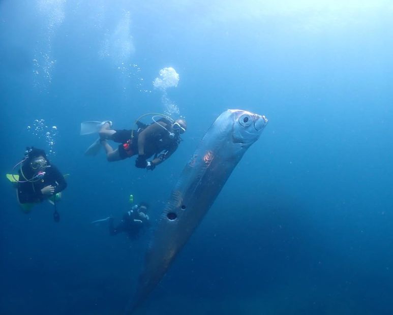 El pez remo habita a más de 2 mil metros de profundidad. Foto: Instagram @chengruwang