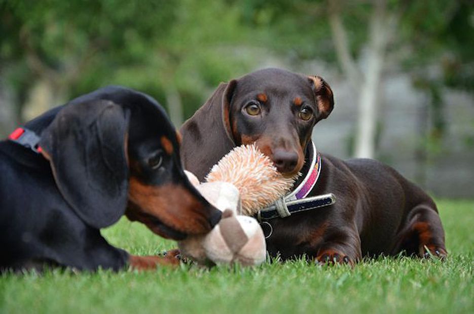 Alemania contempla prohibir la cría de perros salchichas. Fuente: Freepik.