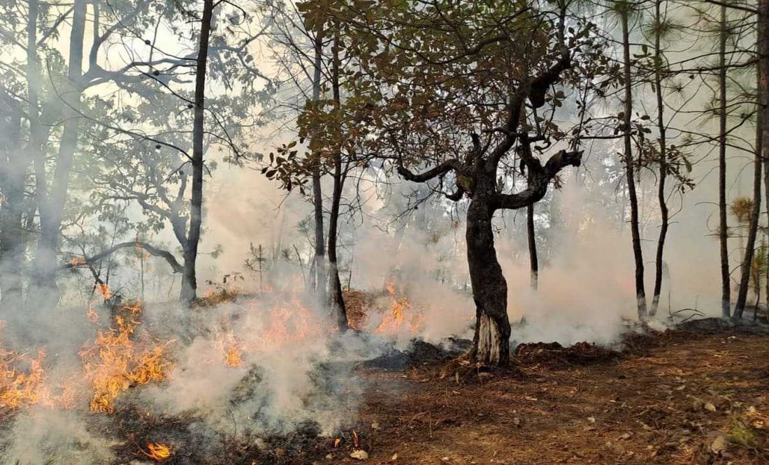 Brigadistas combaten 14 incendios en Chiapas