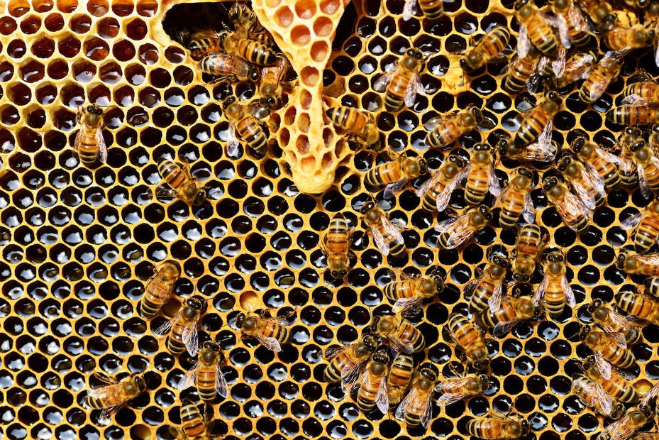 Enjambre de abejas. Fuente: Pexels