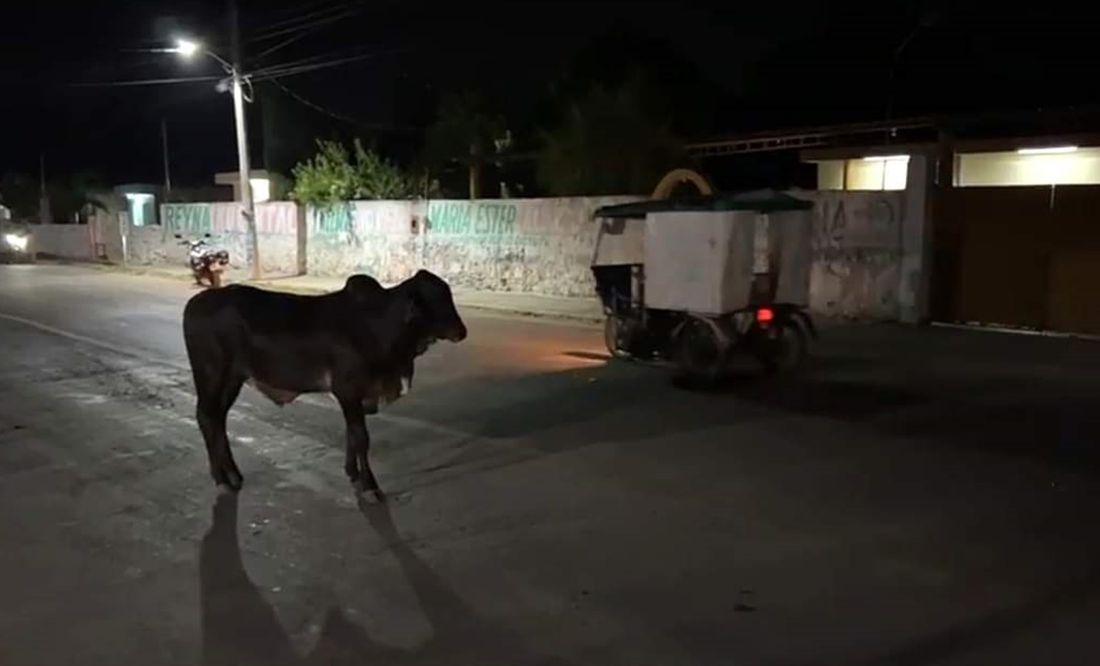 Toro escapa y causa sorpresa entre habitantes de Hunucmá, Yucatán