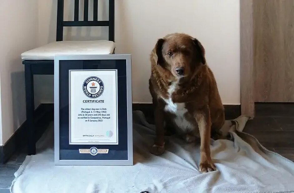 Bobi con su certificado del Guinness World Records. Foto: Guinness World Records