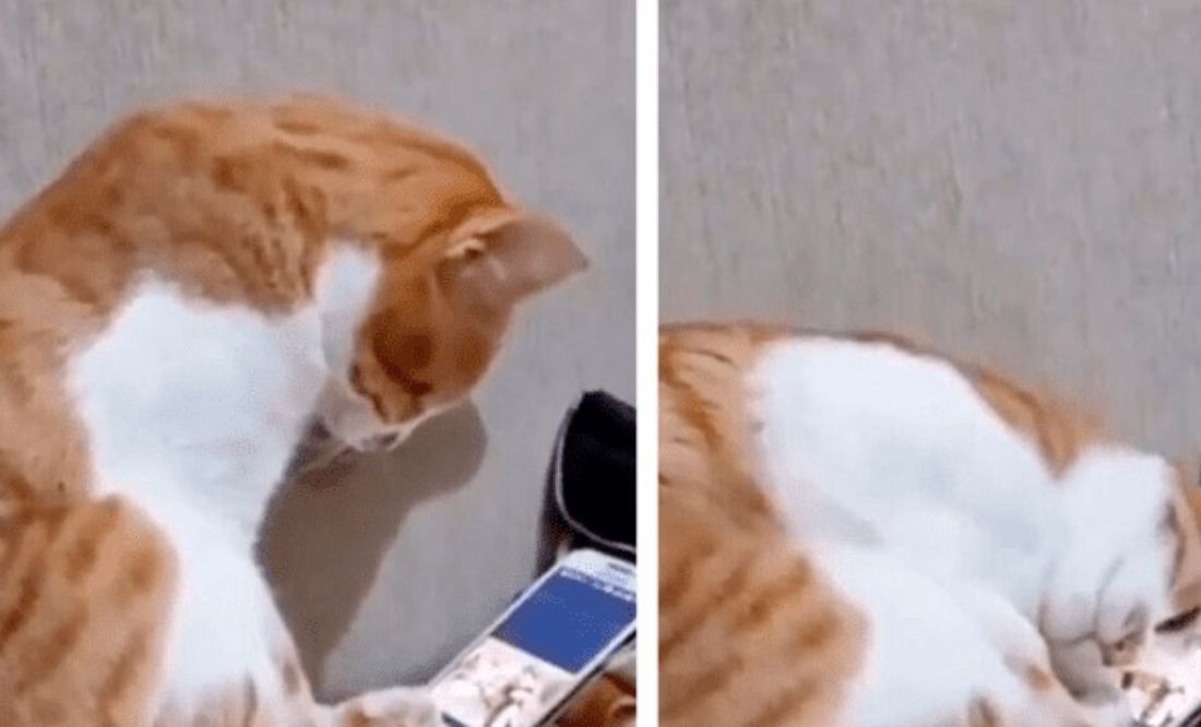 Gatito rompe corazones en la red al ver un video de su dueño fallecido