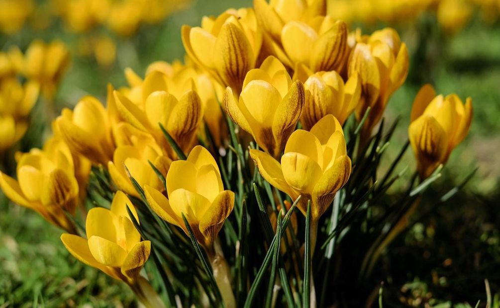 En TikTok se ha convertido tendencia regalar flores amarillas. Te contamos por qué. / Foto: Pixabay. 