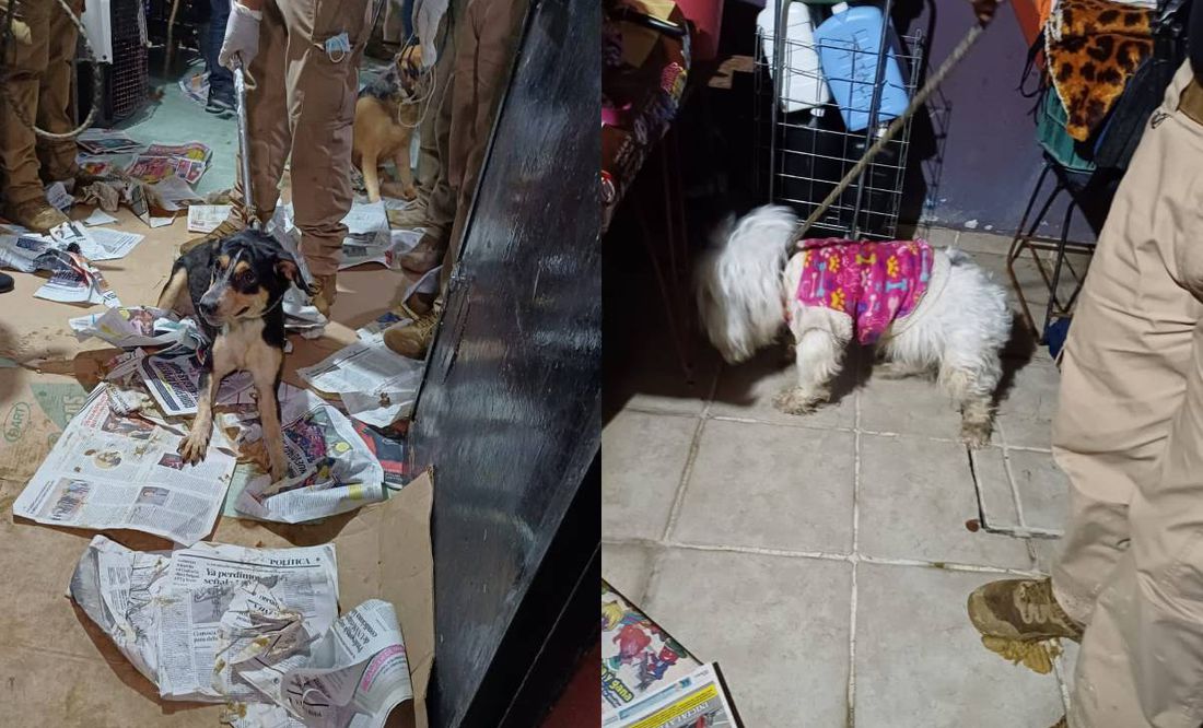 Caen presuntos organizadores de peleas de perros en Coyoacán; rescatan a más de 60 canes hacinados