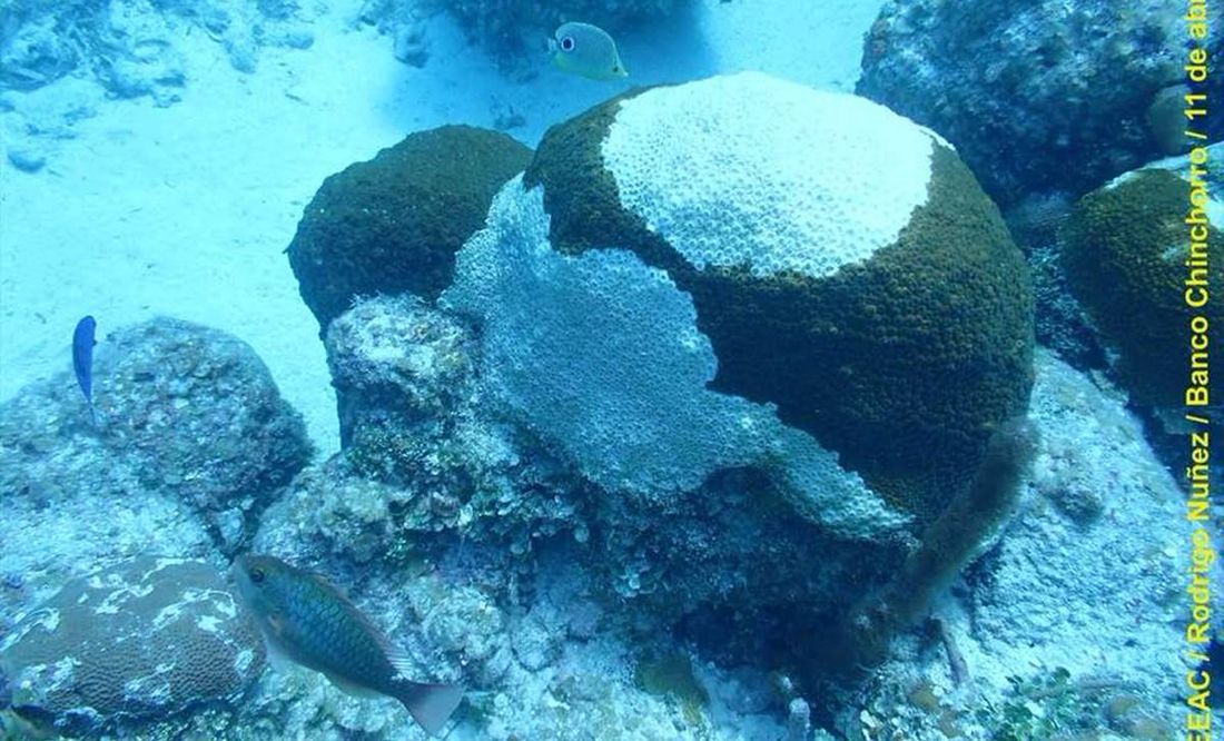 Alertan por probable Síndrome Blanco, enfermedad letal en corales de la Reserva Banco Chinchorro en Q. Roo