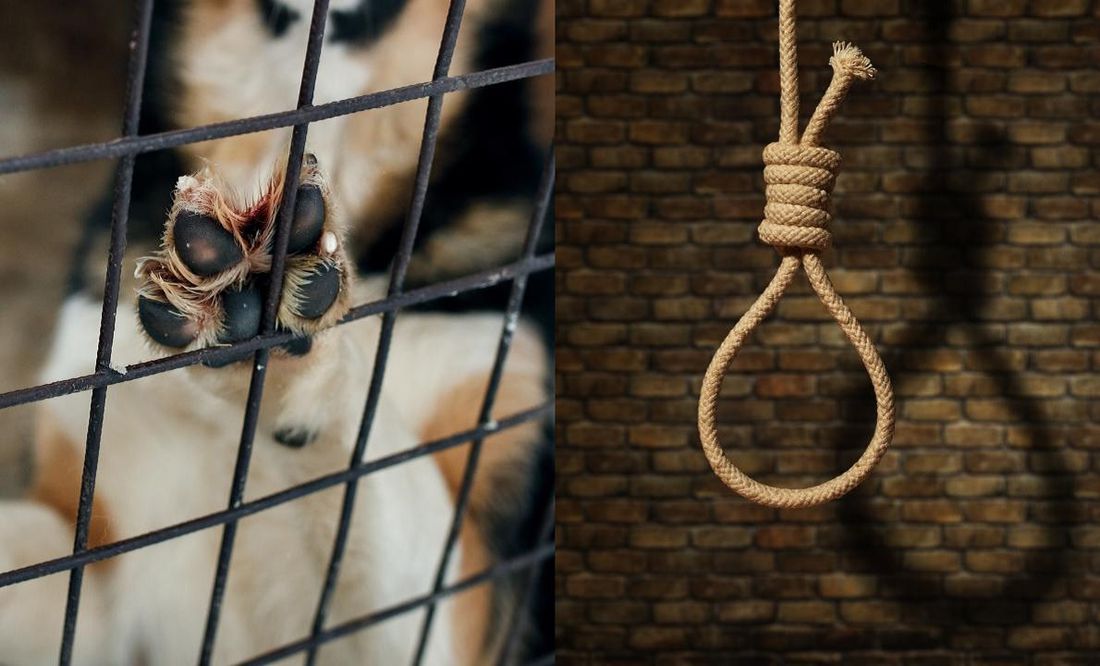 Hombre fue condenado en España por ahorcar a su perro; le dieron nueve meses de prisión